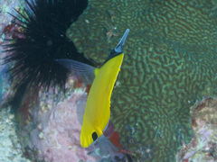 Forcipiger flavissimus