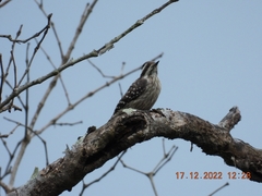 Yungipicus moluccensis