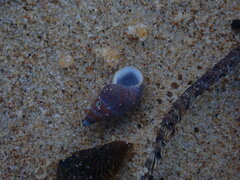 Phasianotrochus eximius