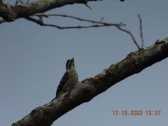 Yungipicus moluccensis