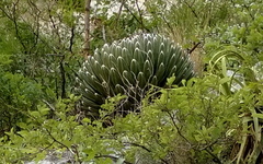 Agave victoriae-reginae