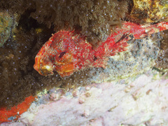 Scorpaena jacksoniensis