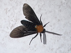 Saurita