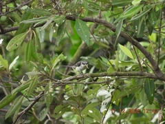 Pericrocotus divaricatus