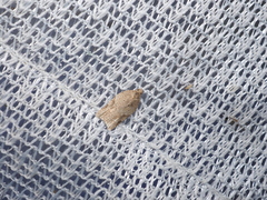 Acleris affinatana
