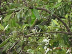 Pericrocotus divaricatus