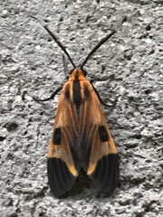 Dycladia