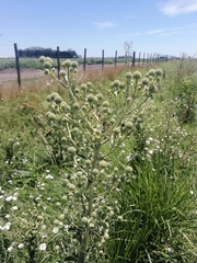 Eryngium paniculatum