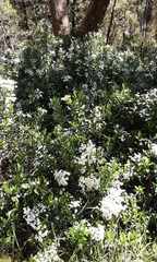 Olearia elliptica