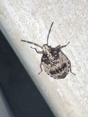 Antiteuchus