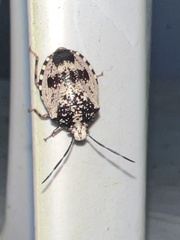 Antiteuchus