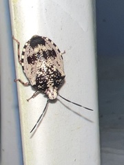 Antiteuchus