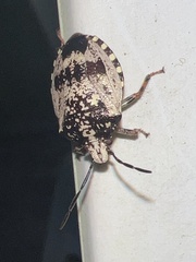 Antiteuchus