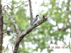 Pericrocotus divaricatus