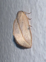 Maschane