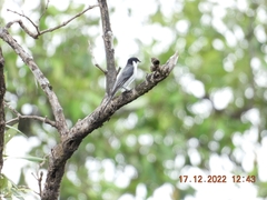 Pericrocotus divaricatus