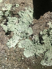 Lepraria normandinoides