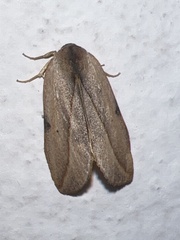 Maschane
