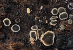 Pyrenopeziza benesuada