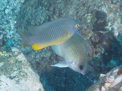 Mecaenichthys immaculatus
