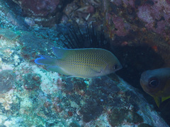 Mecaenichthys immaculatus