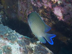 Mecaenichthys immaculatus