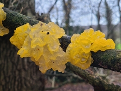 Tremella mesenterica