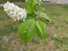 Prunus padus