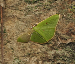 Comostola haplophanes