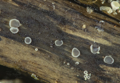 Pyrenopeziza revincta