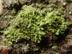 Phaeophyscia nigricans