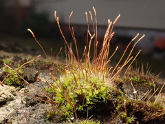 Tortula muralis muralis