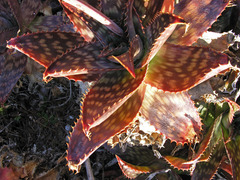 Aloe maculata