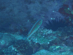 Stethojulis interrupta
