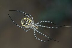 Argiope australis