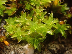 Syntrichia ruralis