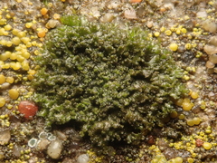 Phaeophyscia nigricans