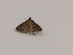 Proternia philocapna