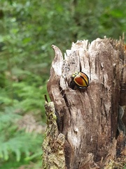 Australoneda bourgeoisi