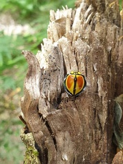 Australoneda bourgeoisi