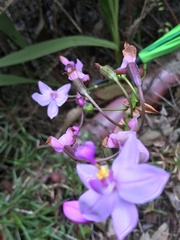 Spathoglottis