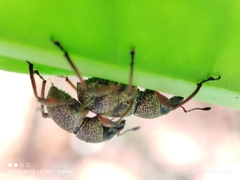 Metapocyrtus adspersus