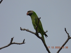 Psittacula alexandri