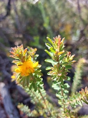 Pultenaea tuberculata
