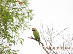 Psittacula alexandri