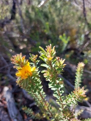 Pultenaea tuberculata