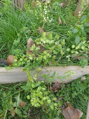 Thlaspi arvense