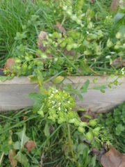 Thlaspi arvense