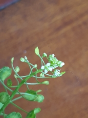 Thlaspi arvense