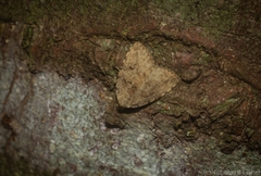 Tolpia conscitulana
